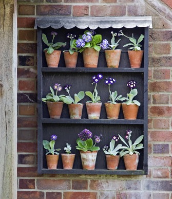 Potted Prim Rose Shelve pottedprimroseshelve.jpg